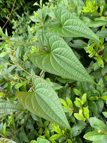 Dioscorea japonica