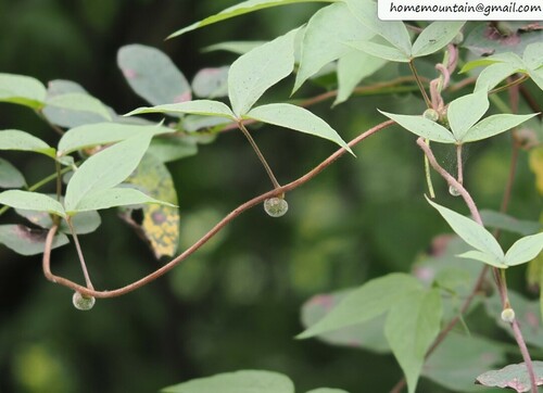 Dioscorea kamoonensis
