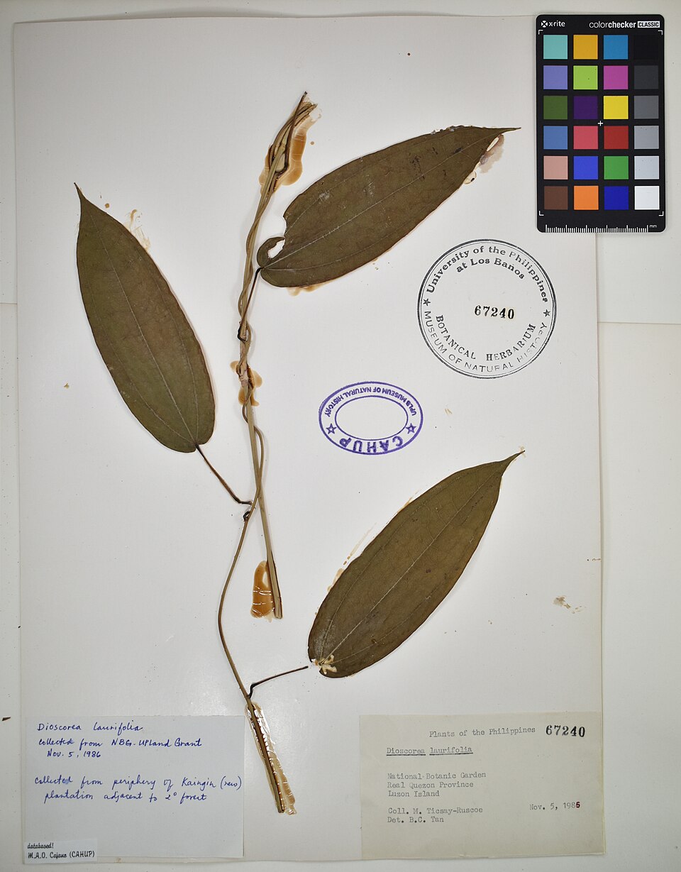 Dioscorea laurifolia (Ghost's benzoin climber) — photo