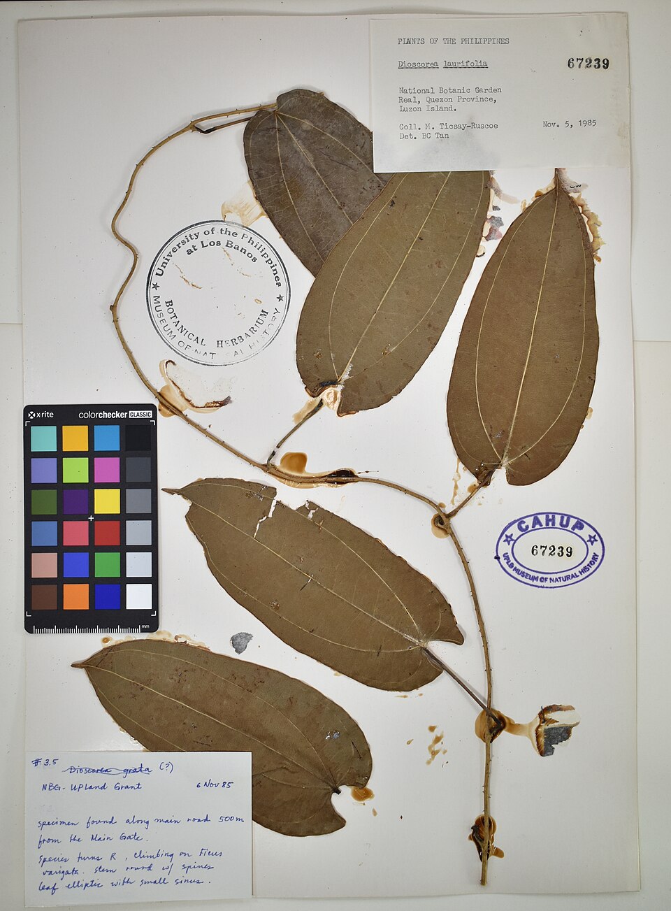 Dioscorea laurifolia