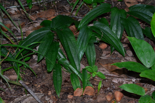 Dioscorea laxiflora (Caratinga bravo) — photo