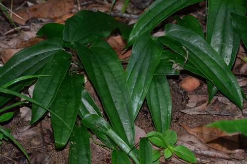 Dioscorea laxiflora