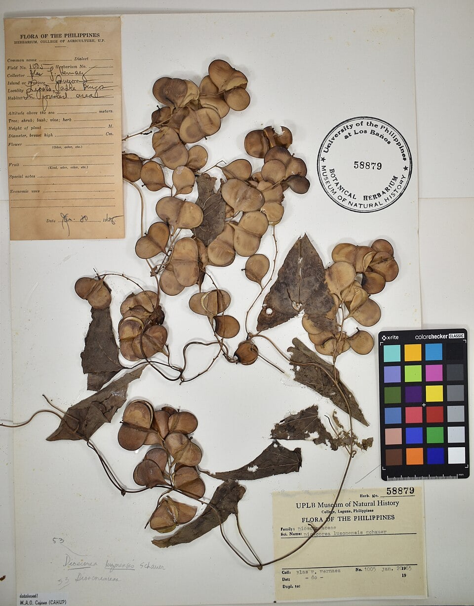 Dioscorea luzonensis — photo