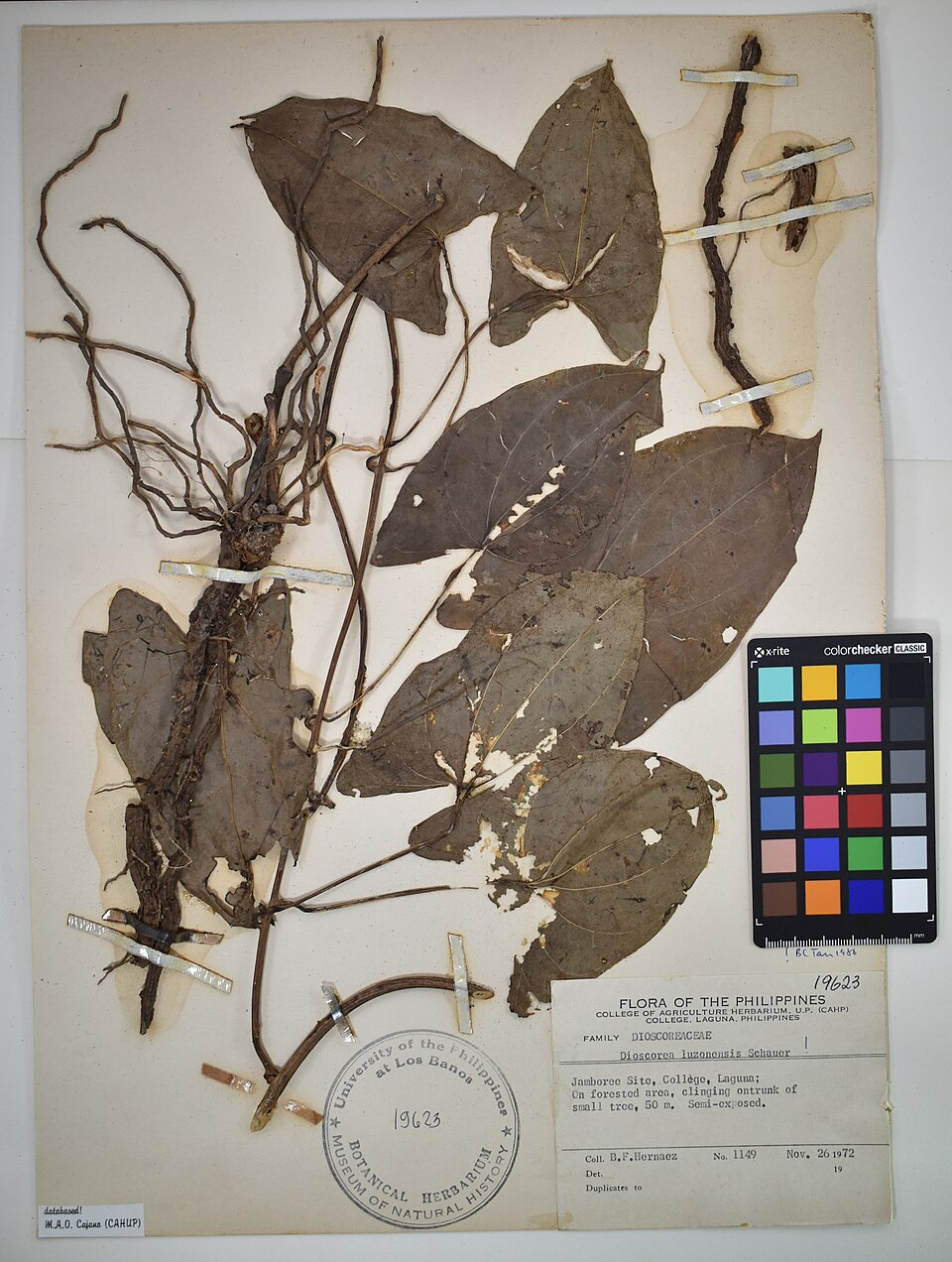 Dioscorea luzonensis