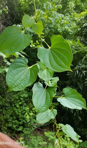 Dioscorea maciba (Ovy) — photo
