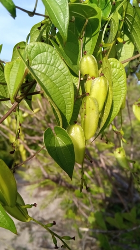Dioscorea maciba (Ovy) — photo