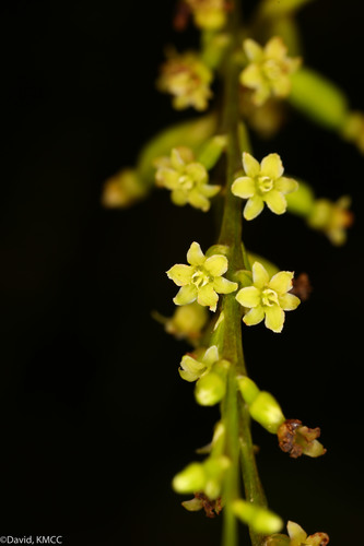 Dioscorea maciba