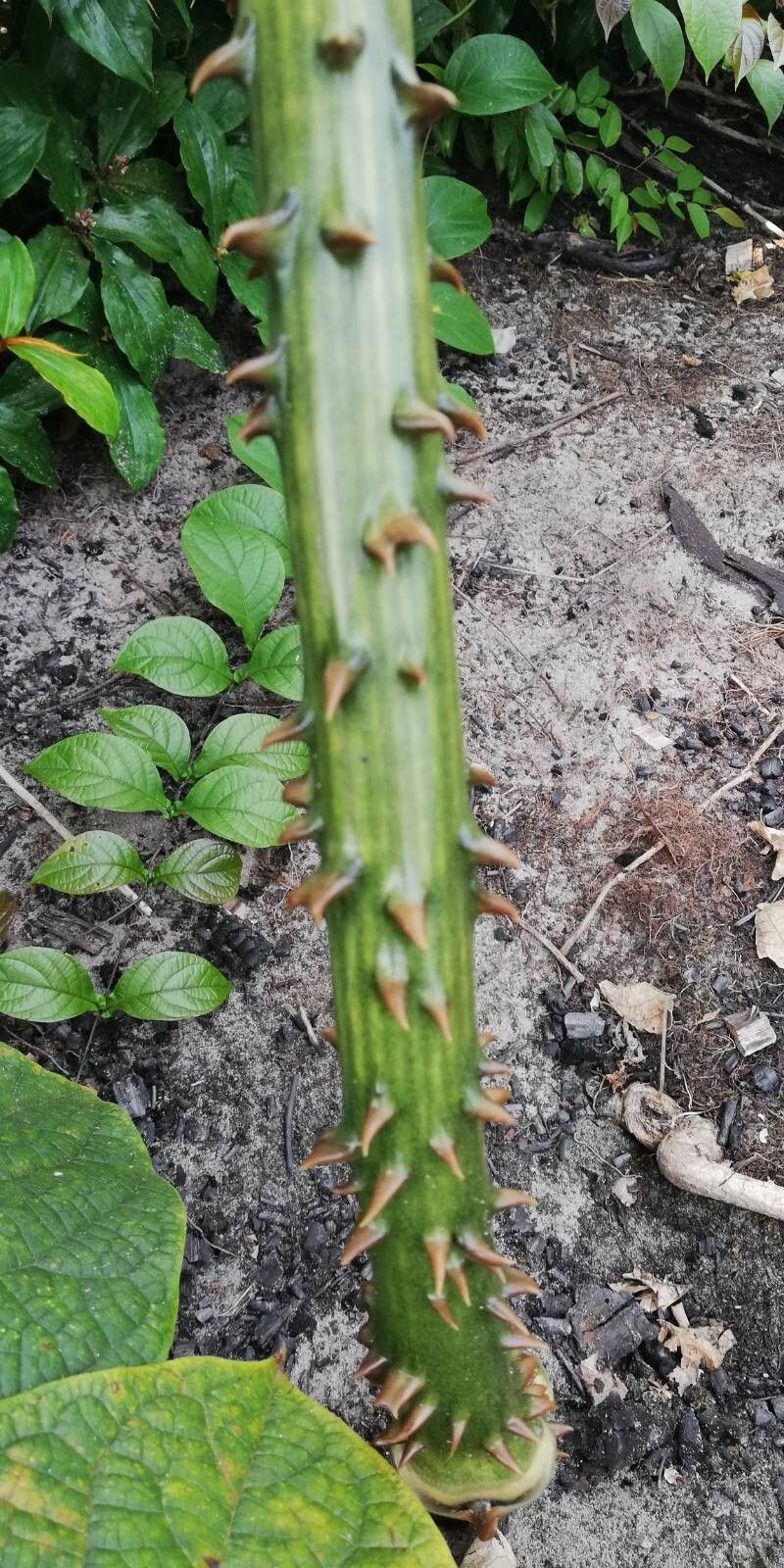 Dioscorea mangenotiana — photo
