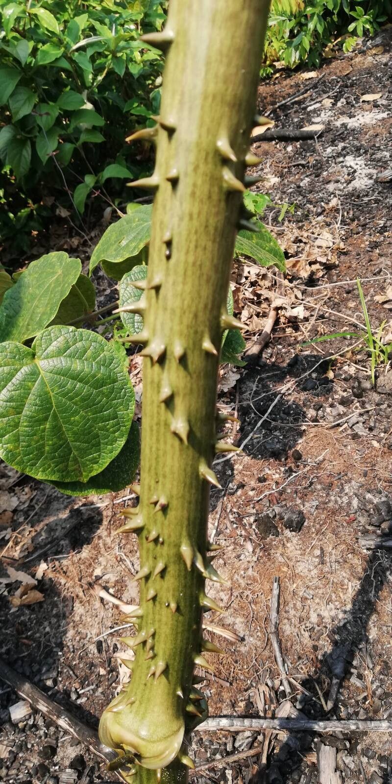 Dioscorea mangenotiana — photo