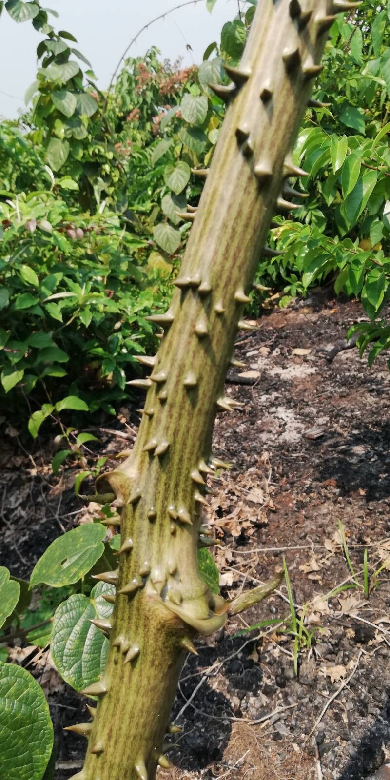 Dioscorea mangenotiana