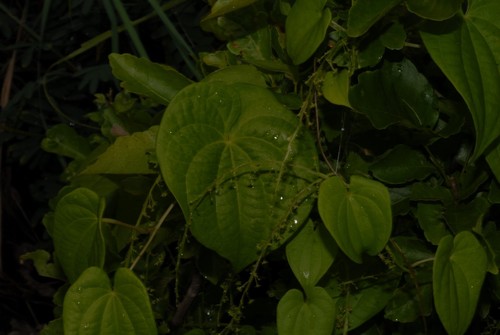Dioscorea mayottensis (Mitrou) — photo