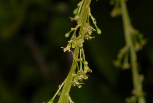 Dioscorea mayottensis (Mitrou) — photo