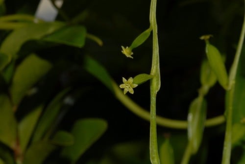 Dioscorea mayottensis