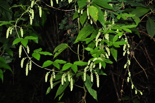 Dioscorea melanophyma — photo