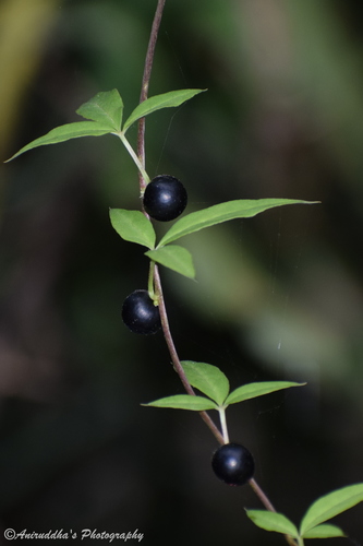 Dioscorea melanophyma — photo
