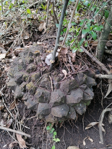 Dioscorea mexicana — photo