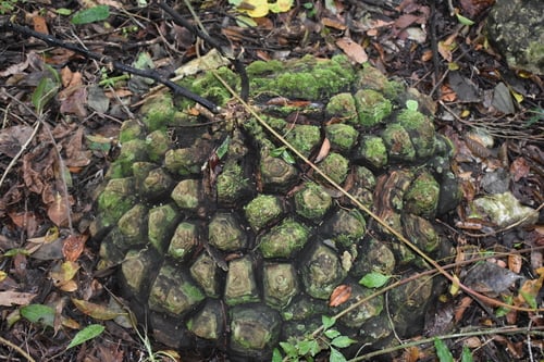 Dioscorea mexicana