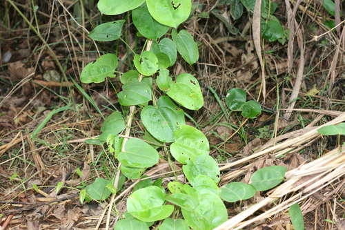 Dioscorea minutiflora — photo