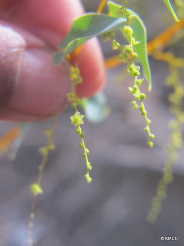 Dioscorea nako — photo