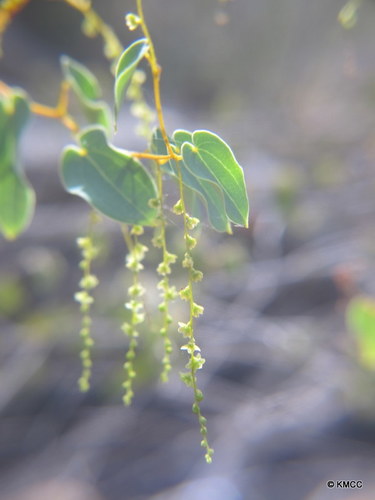 Dioscorea nako