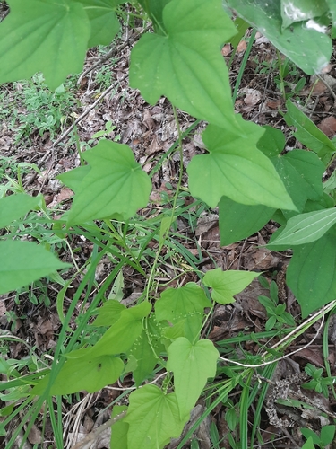 Dioscorea nipponica (Japan yam) — photo