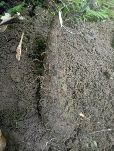 Dioscorea nummularia (Nummularia yam) — photo