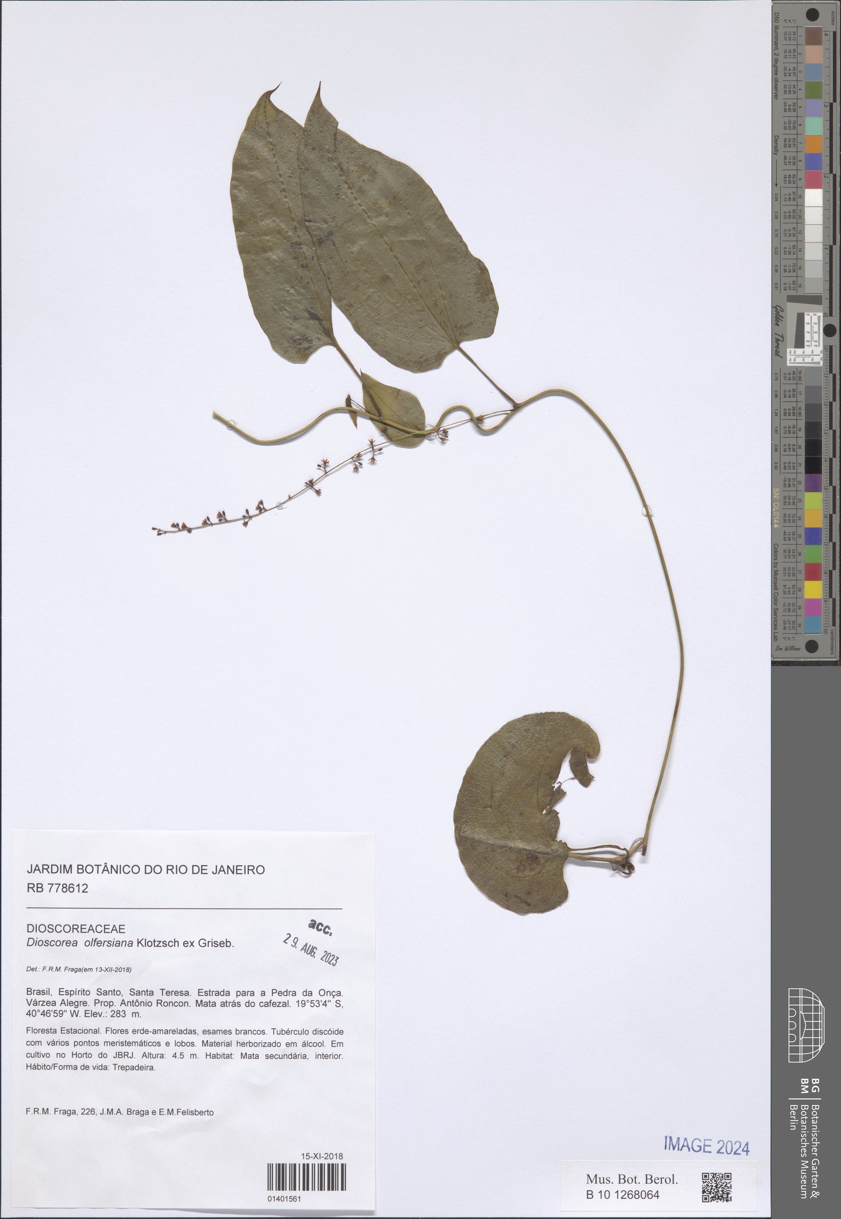 Dioscorea olfersiana