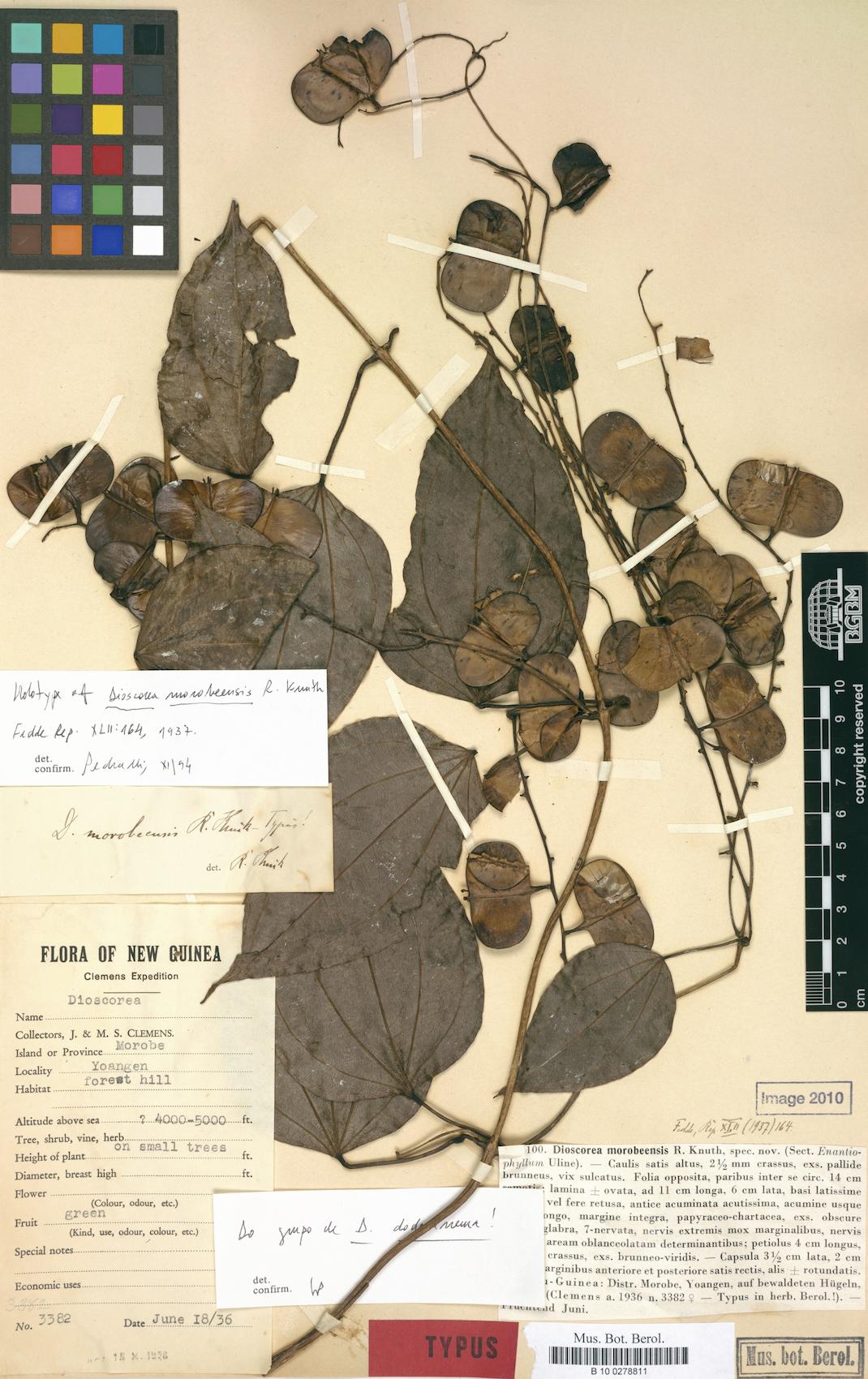 Dioscorea opaca — photo