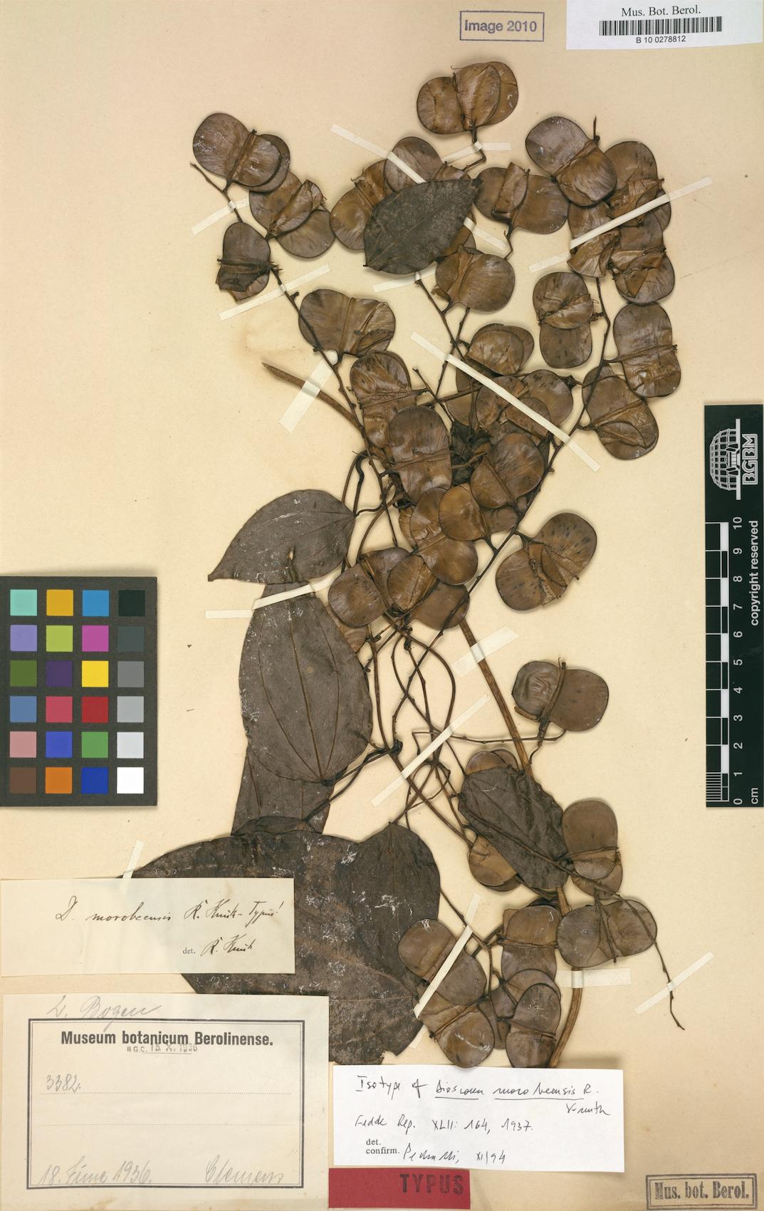 Dioscorea opaca — photo