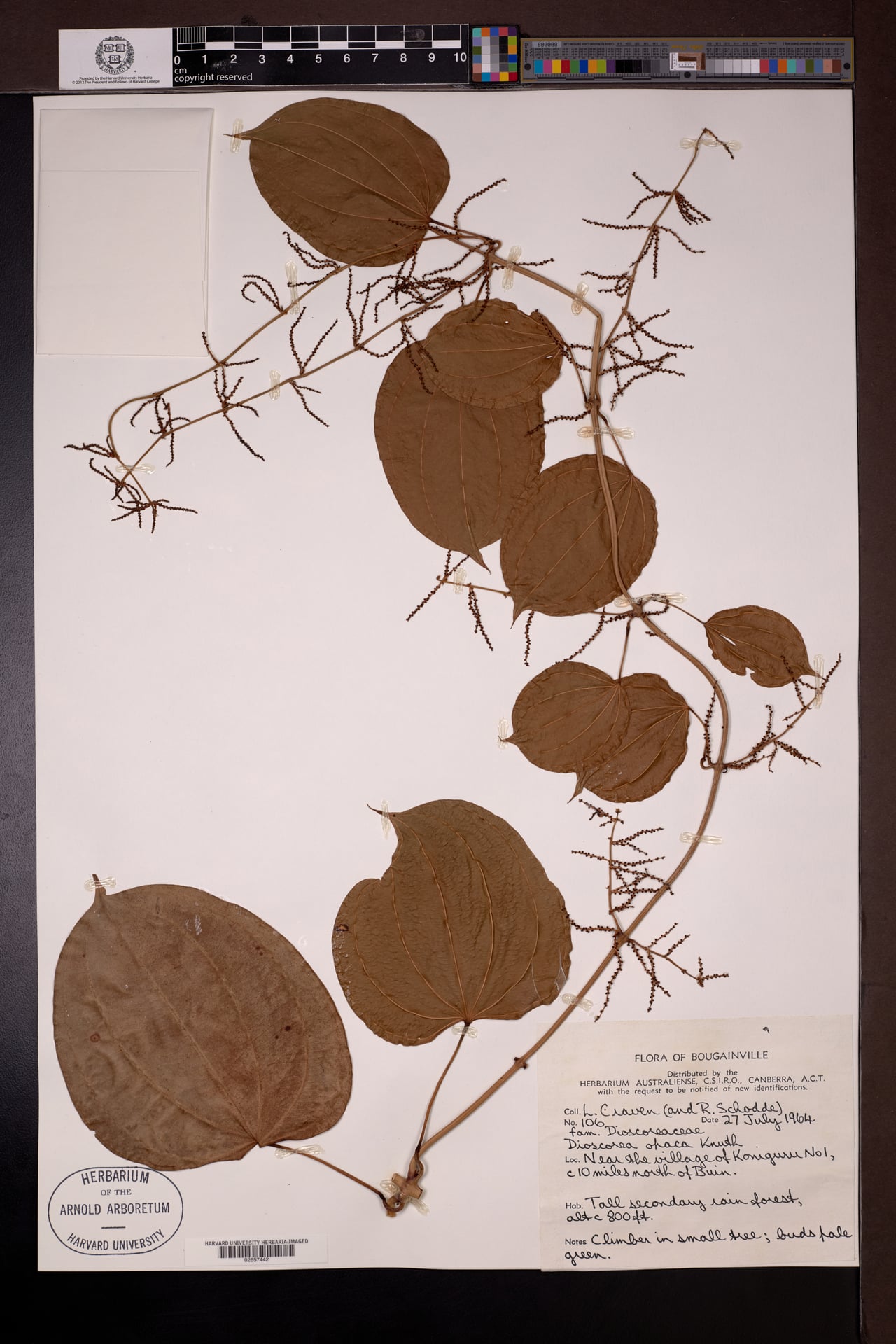 Dioscorea opaca