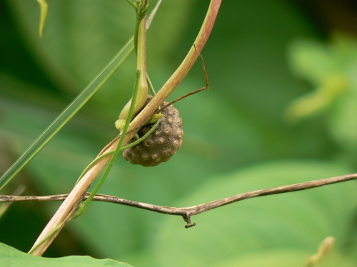 Dioscorea oppositifolia (Chinese yam) — photo