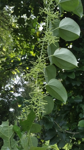Dioscorea oppositifolia