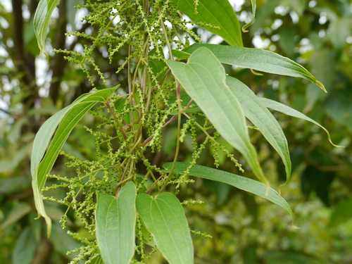 Dioscorea oppositifolia (Chinese yam) — photo