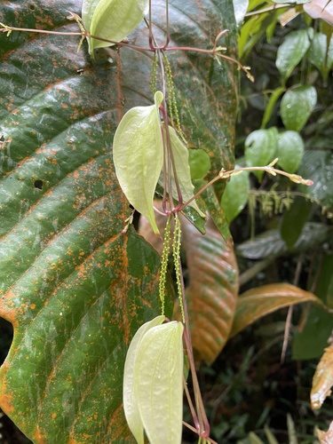 Dioscorea orbiculata — photo
