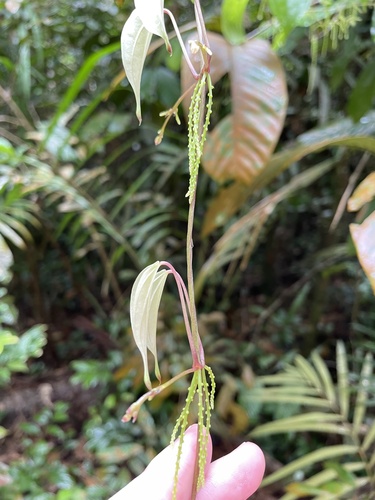 Dioscorea orbiculata — photo