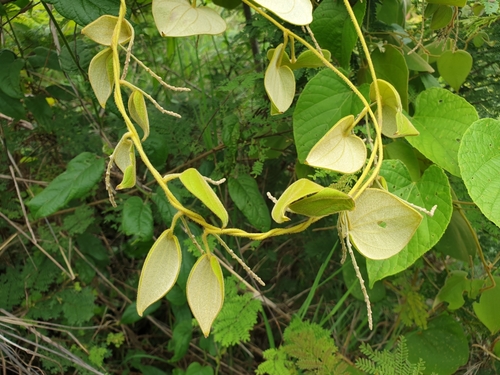 Dioscorea ovinala (Angily) — photo