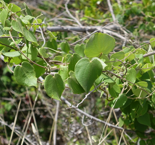 Dioscorea ovinala