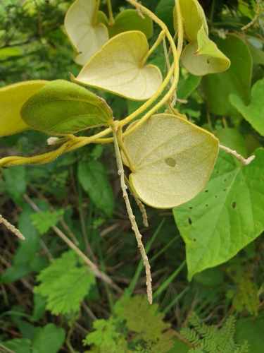 Dioscorea ovinala (Angily) — photo
