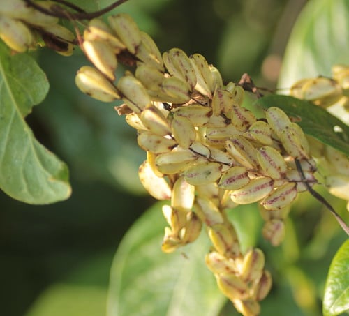 Dioscorea pentaphylla (Five leaflet yam) — photo