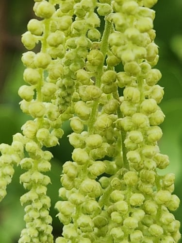 Dioscorea pentaphylla (Five leaflet yam) — photo