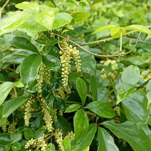 Dioscorea pentaphylla