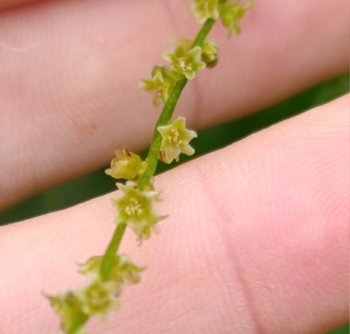 Dioscorea piperifolia (Caratinga) — photo