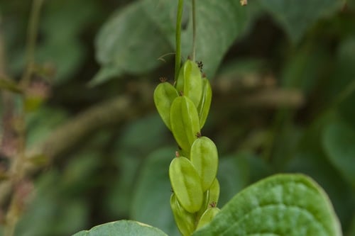 Dioscorea piperifolia