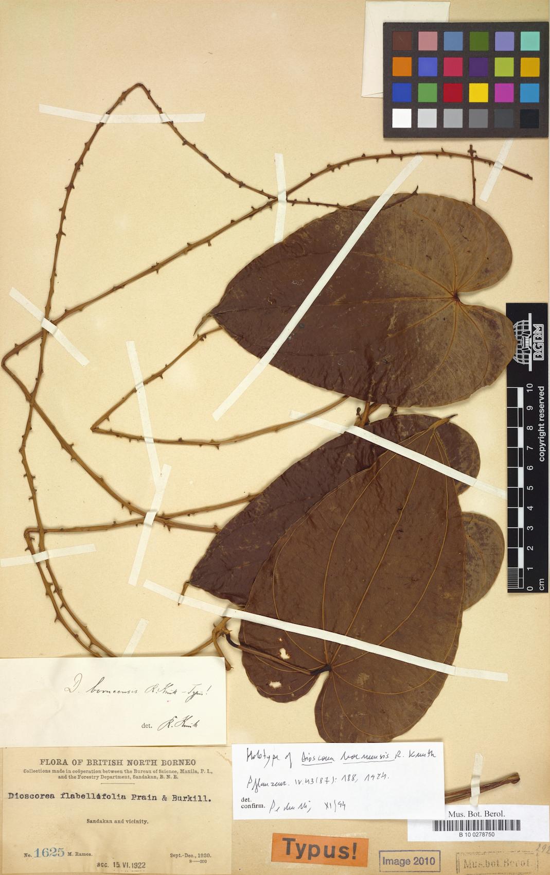 Dioscorea piscatorum (Fish-poison yam) — photo