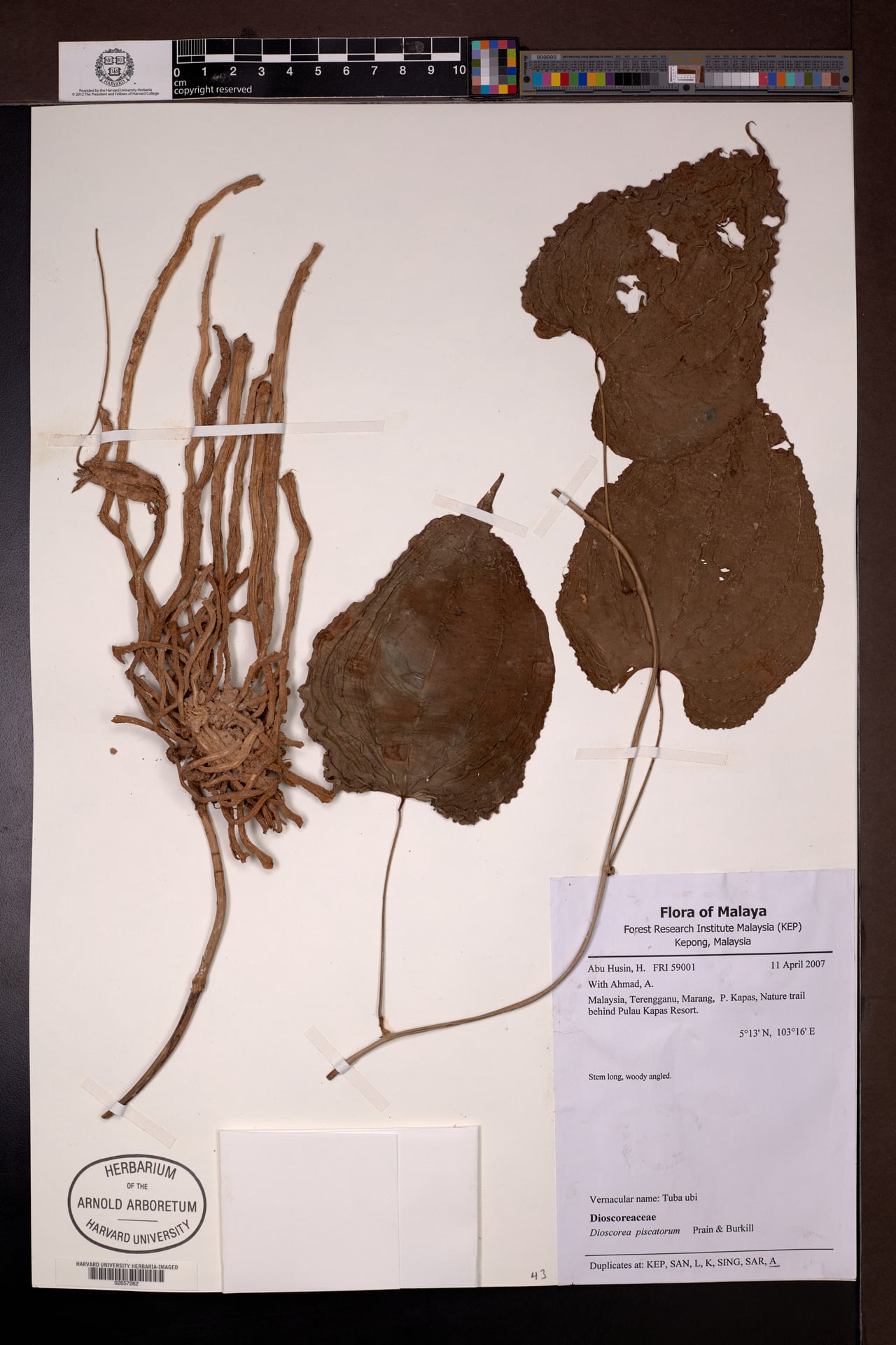 Dioscorea piscatorum