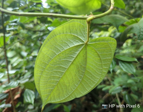 Dioscorea polyclados (Kedut) — photo