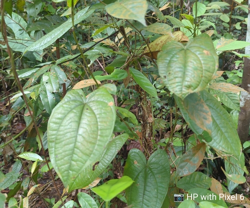 Dioscorea polyclados (Kedut) — photo