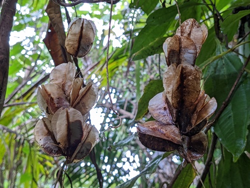Dioscorea polygonoides (Biter jessie) — photo