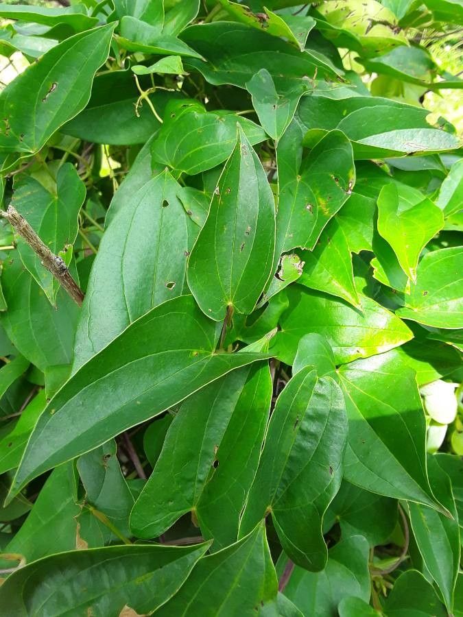 Dioscorea praehensilis (Forest yam) — photo