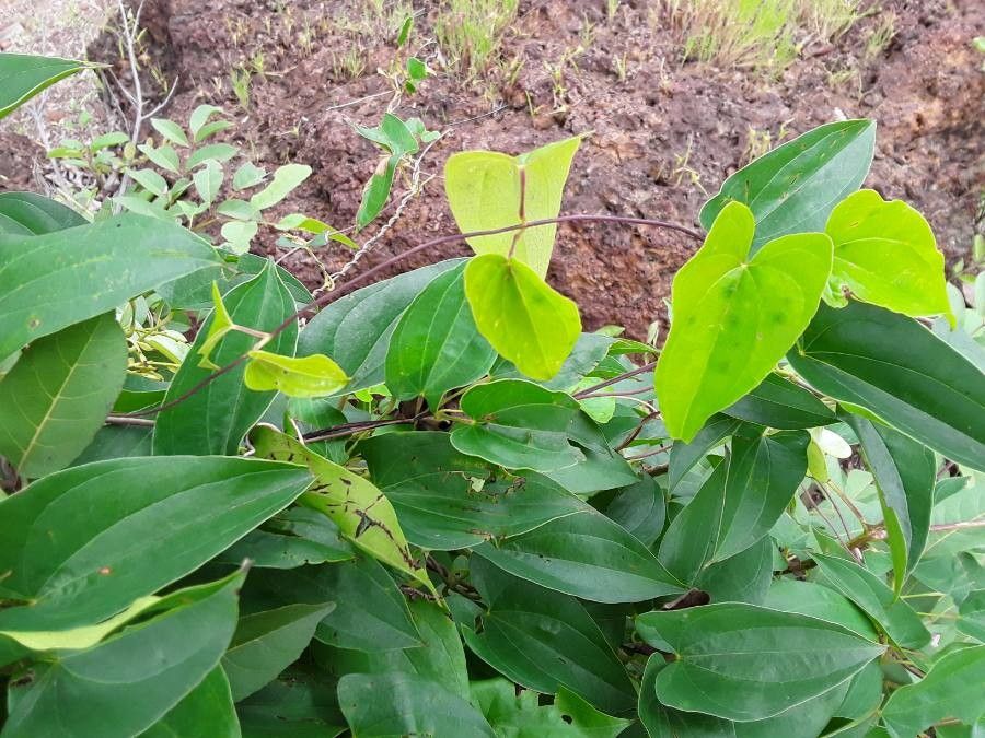 Dioscorea praehensilis (Forest yam) — photo